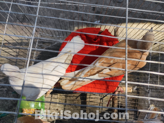 অস্ট্রেলিয়ান ঘুঘু সেল হবে